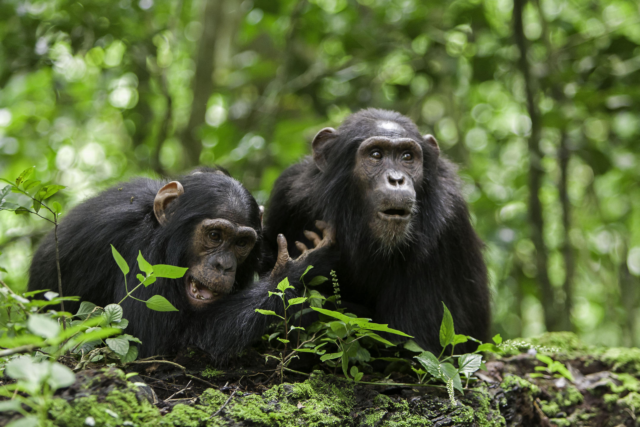 Самое умное фото. Приматы гоминиды. Гоминиды обезьяны. Гоминиды (Hominidae). Первые человекообразные обезьяны.