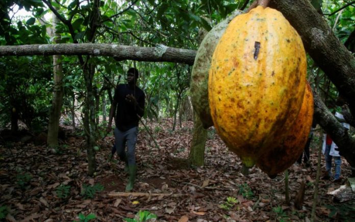 Deforestazione: una ONG della Costa d'Avorio avverte dell'origine liberiana delle fave di cacao esportate dalla Costa d'Avorio – VivAfrik